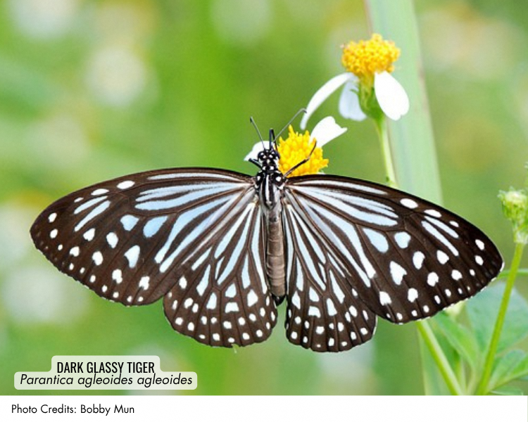 Blue Glassy Tiger (Ideopsis vulgaris macrina)